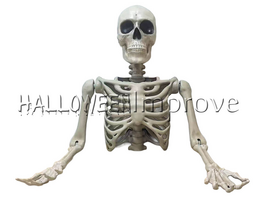 Torso Skelet Bovenkant 104cm
