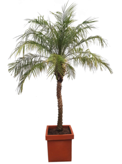 Phoenix Roebelenii Palm 325-350cm