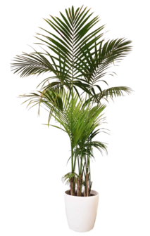 Kentia Palm 250-275cm Binnen