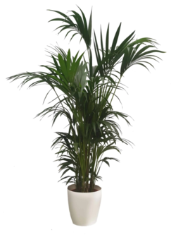 Kentia Palm 220-235cm Binnen