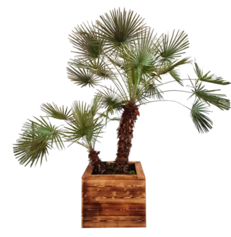 Chamaerops Palm 300-325cm