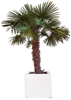 Trachycarpus Palm 275-325cm