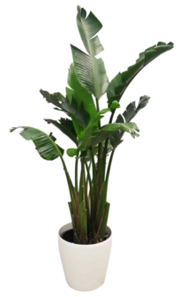 Strelitzia 200-300cm