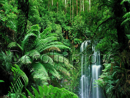 Jungle met Waterval Backdrop 300x200cm