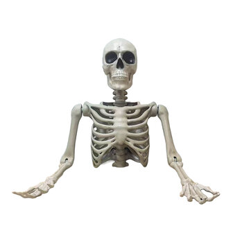 Torso Skelet Bovenkant 104cm