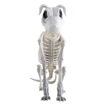 Hond Skelet Decoratie