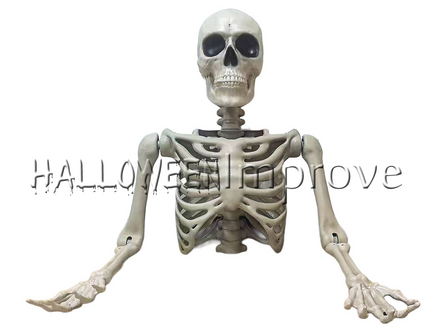 Torso Skelet Bovenkant 104cm
