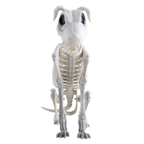 Hond Skelet Decoratie