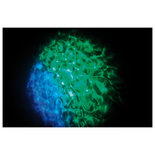 Showtec Hydrogen DMX MKII 20Watt LED Water Projector