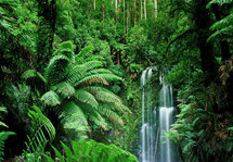 Jungle met Waterval Backdrop 300x200cm