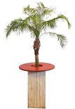 Statafel Whitewash met Palmboom decoratie