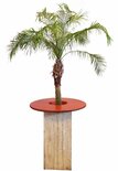 Statafel Whitewash met Palmboom decoratie