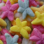 Tropische Zeesterren 500gr