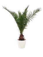 Phoenix Canariënsis Palm 180-200cm