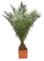 Phoenix Canariënsis Palm 225-250cm