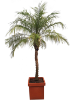 Phoenix Roebelenii Palm 325-350cm