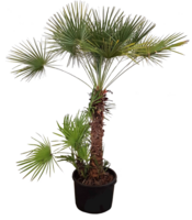 Chamaerops Palm 225-250cm