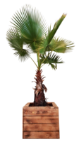 Washingtonia Palm 300-325cm