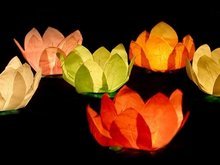 Bloem Wenslantaarn Drijft op het Water 29cm 6st