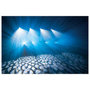 Showtec Infinity iS-100 100W witte LED 15° pro LED movinghead