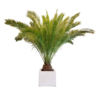 Phoenix Canariënsis Palm 400-450cm