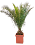 Phoenix Canariënsis Palm 275-350cm