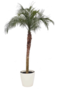 Phoenix Roebelenii Palm 250-275cm