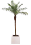 Phoenix Roebelenii Palm 375-425cm