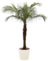 Phoenix Roebelenii Palm 160-180cm