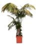 Kentia Palm 375-450cm Binnen