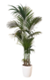 Kentia Palm 325-375cm Binnen