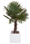 Trachycarpus Palm 160-180cm