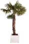 Trachycarpus Palm 350-450cm