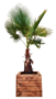Washingtonia Palm 300-325cm