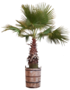 Washingtonia Palm 375-400cm