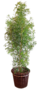 Bamboe Plant 180-200cm